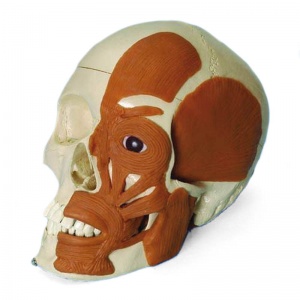 Model Skull with Musculature